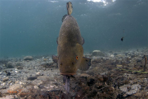 Friendly tench allowing me to get very close, thanks! (Ti... by Sven Tramaux 